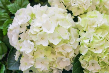 Delicate hydrangea flowers. Many colors
