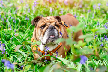 Red English British Bulldog Dog looking up, licking out its tongue and sitting in the bluebells on spring hot sunny day