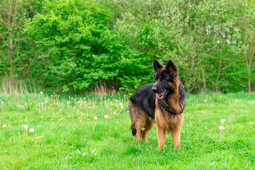 German shepherd dog in harness out for a walk lying, running, walking on the grass in sunny summer day