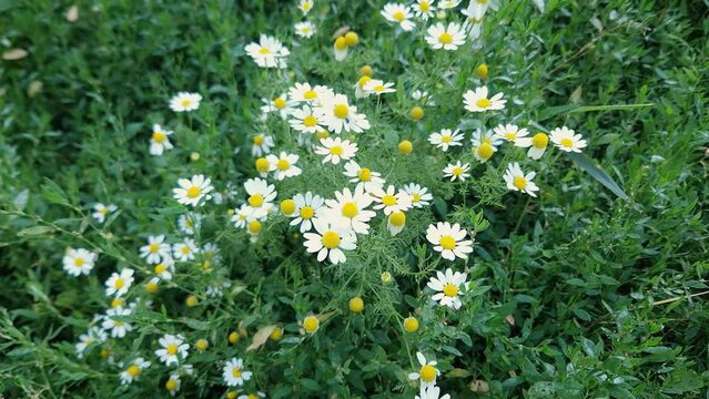 Blooming chamomiles on the meadow among the knotgrass in overcast