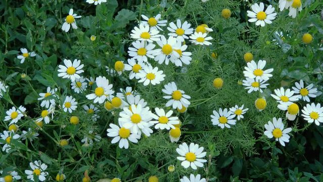 Blooming chamomiles on the meadow among the knotgrass in overcast