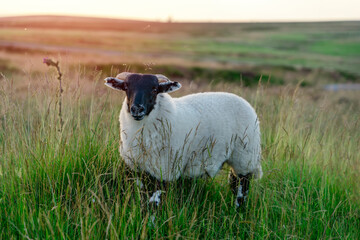 The grazing big sheep on the meadow against mountains and hills in Lake District on cloudy day