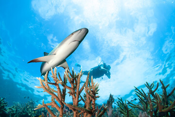 Shark, hard corals and silhouette of diver.