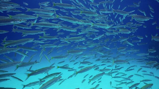 Close-up, Camera moving forwards passing through large school of Barracudas floating in blue water. Yellow-tailed Barracuda (Sphyraena flavicauda) slow motion