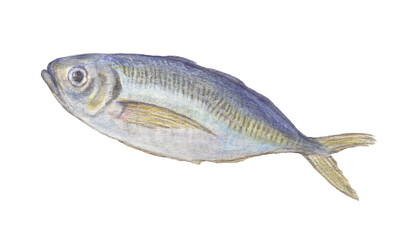 アジ（真鯵）　水彩色鉛筆イラスト