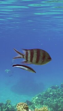 Vertical video, Sergeant fish swims over coral reef, cleaner fish is cleaning it from parasites. Indo-Pacific sergeant (Abudefduf vaigiensis) and Bluestreak cleaner wrasse (Labroides dimidiatus)