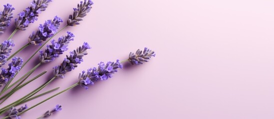 image of lavender flowers on a pastel background. The photo is taken from a top view, with the