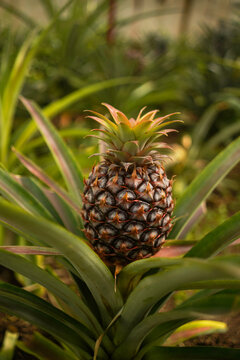 Close up of pineapple