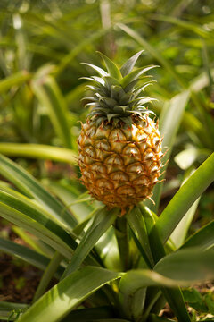 Ripe pineapple from plantation
