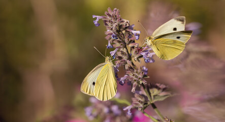 dwa motyle na kwiatach kocimiętki w ogrodzie - obrazy, fototapety, plakaty