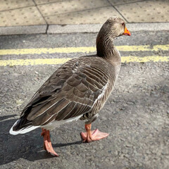 country goose on the beach