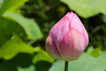 Pink "Indian Lotus", full blooming blossom under the sun (Sunny outdoor closeup macro photograph)