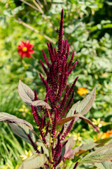 Amaranthus Grain or Amaranthus Paniculatus plant in Zurich in Switzerland