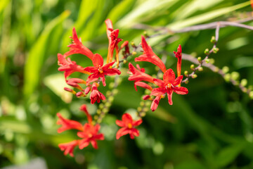 Crocosmia Lucifer flower in Zurich in Switzerland