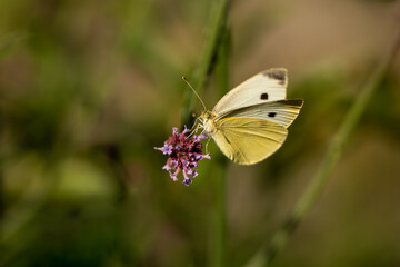 butterfly on patagonian verbena