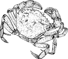 Crab hand drawn black illustration isolated on white background. Ink graphic for the menu of seafood restaurant, for packaging in fish markets and shops. Vintage vector engraving illustration