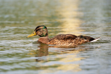 mallard or wild duck during moult, Anas platyrhynchos