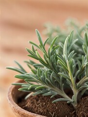 Rosemary growing in a pot. Close-up. 