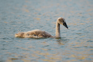 mute swans, young bird in the water