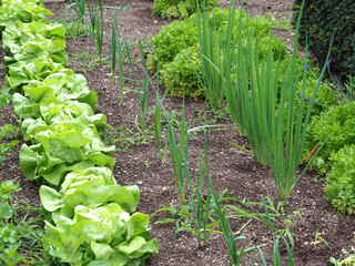 vegetable garden with fresh lettuces and vegetables growing in rows