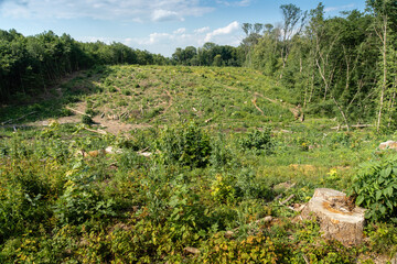 Fototapeta na wymiar Large clearing in the forest as a result of illegal cutting of trees. Stumps and logs from deforestation