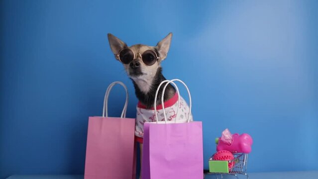 cute dog in a t-shirt and sunglasses with a supermarket trolley with pet goods, buying dog accessories, pet shop