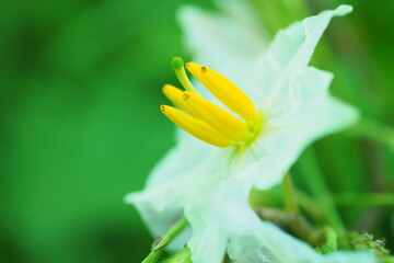 ワルナスビの花, 悪茄子, Carolina horse-nettle