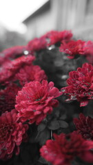 red carnation flowers