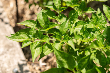 Chili or Capsicum Chinense plant in Zurich in Switzerland