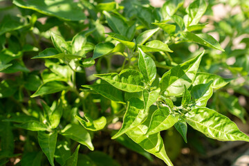 Chili or Capsicum Chinense plant in Zurich in Switzerland