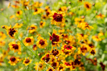 Golden Tickseed or Coreopsis Tinctoria flower in Zurich in Switzerland