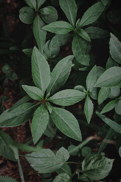 Moody Green: Leafy Growth of Herbaceous Plant