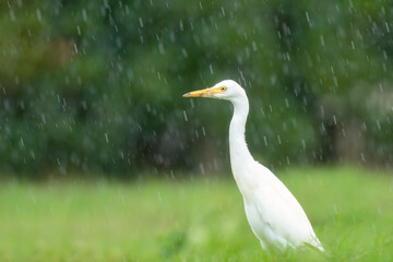 Close-up of a walking cattle egret (bubulcus ibis) with green background