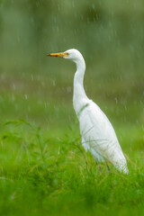 Close-up of a walking cattle egret (bubulcus ibis) with green background