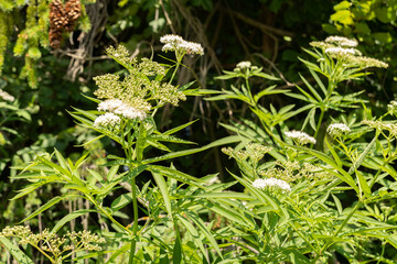 Dane Weed or Sambucus Ebulus plant in Zurich in Switzerland