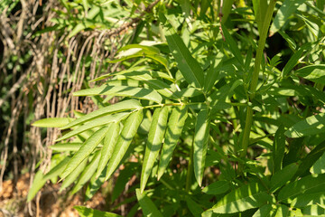 Dane Weed or Sambucus Ebulus plant in Zurich in Switzerland