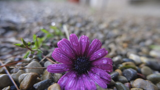 purple flowwer on rocks