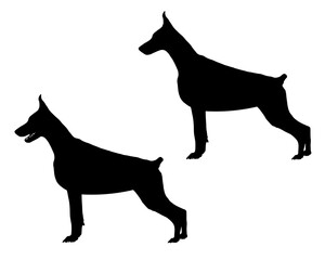 Doberman