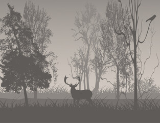 Deer in Forest 