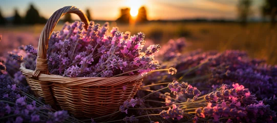Foto auf Acrylglas Wicker basket of freshly cut lavender flowers a field of lavender bushes. The concept of spa, aromatherapy, cosmetology. © MNStudio