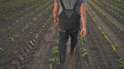 agriculture corn. male farmer walk working in the field with corn rear view. agriculture business farm concept. a farmer feet walk through a field with green corn lifestyle sprouts