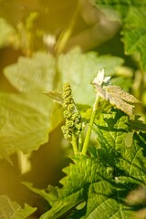 A romantic tender photo of a blooming vine