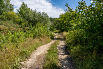 Fototapeta na wymiar A road in the woods, an old overgrown road. 