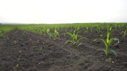 agriculture corn. green sprouts of corn in fertile black soil. agriculture business a farm concept. beautiful field of corn general plan nature natural healthy food lifestyle
