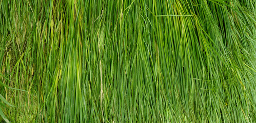 A background of rows of green grass. background . texture 