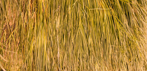 rows of dry yellow grass background