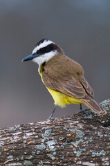 Great Kiskadee,  Pitangus sulphuratus, Calden forest, La Pampa, Argentina