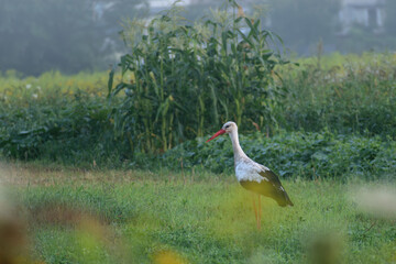 yellow billed stork in the grass
