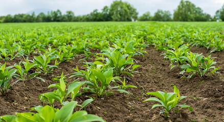 beautiful natural green vegetable cultivation field