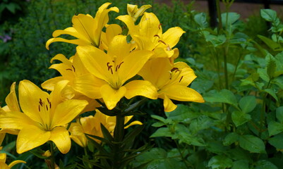large flowers of yellow lilies after rain, growing in the garden among green shrubs in summer. Close-up